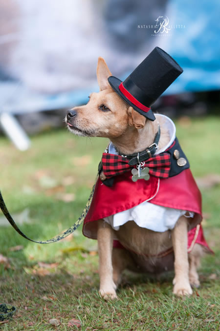 dog dressed as circus master at dog show 