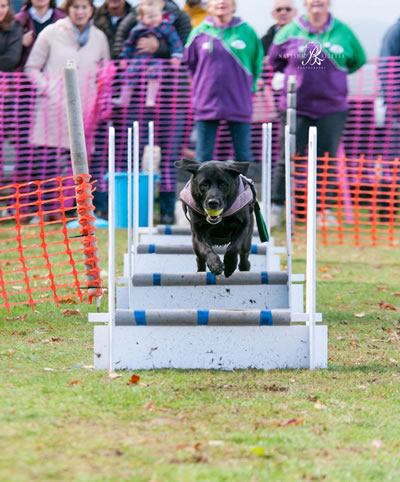 dog jumping over obstacle at dog show