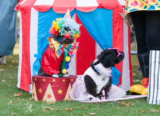 dog show circus theme
