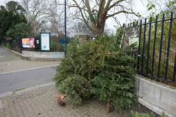 Free Christmas Tree Removal in Hammersmith & Fulham