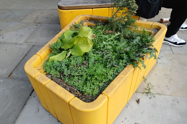 The sad planters by the Livat Shopping Centre in Hammersmith 