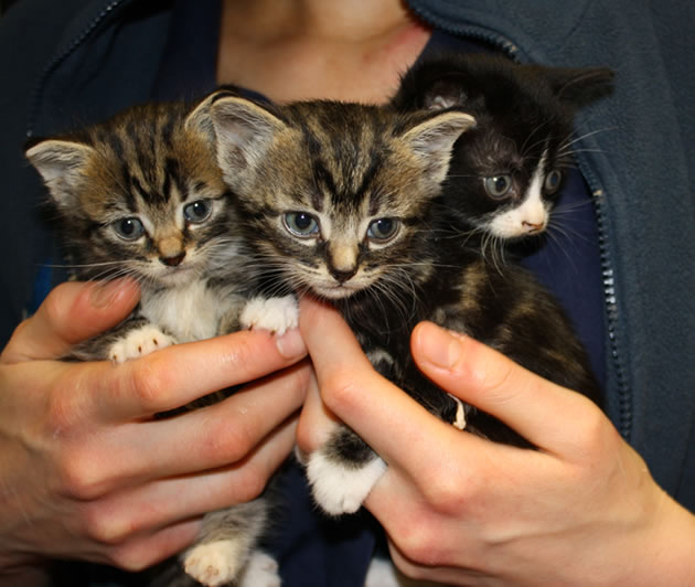 Three Kittens Found on Shepherd's Bush Road