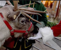 Reindeer visiting White City in Shepherd's Bush