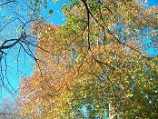 Trees in Wood Lane